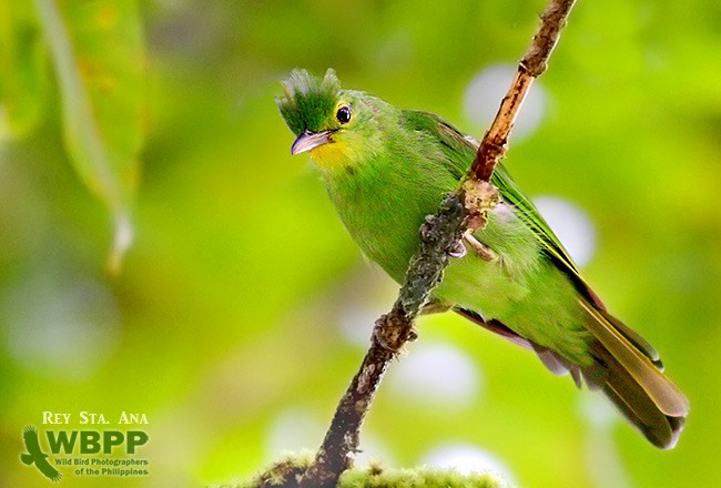 Philippine Leafbird - ML725367