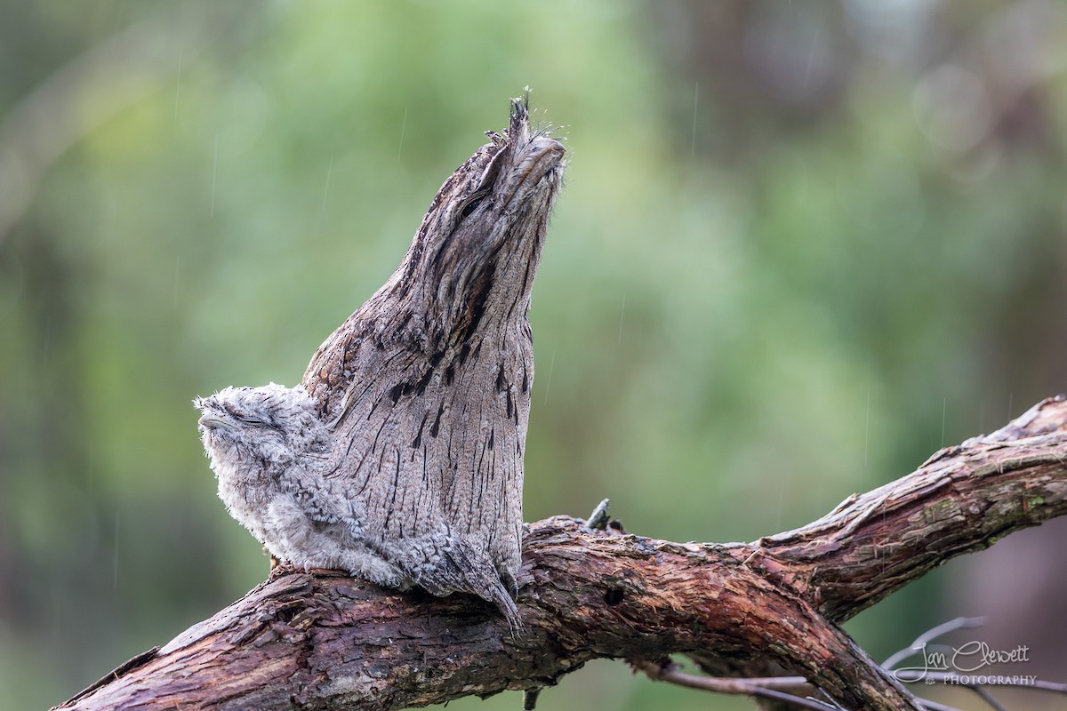 Tawny Frogmouth - Jan Clewett
