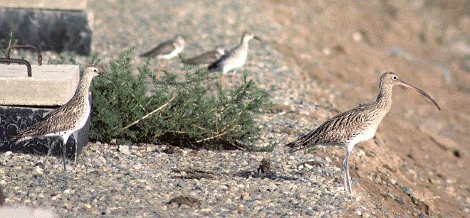 Slender-billed Curlew - ML725391