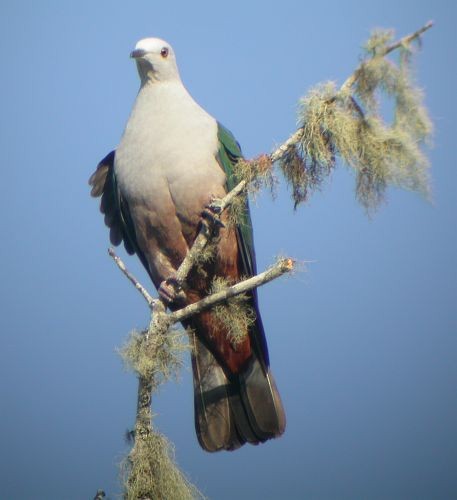 Gray-headed Imperial-Pigeon - ML725392