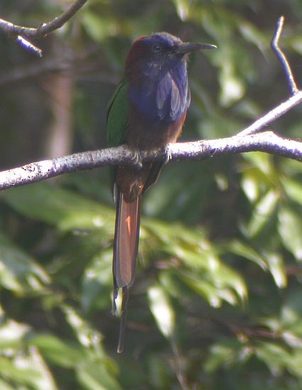 Purple-bearded Bee-eater - chikara otani