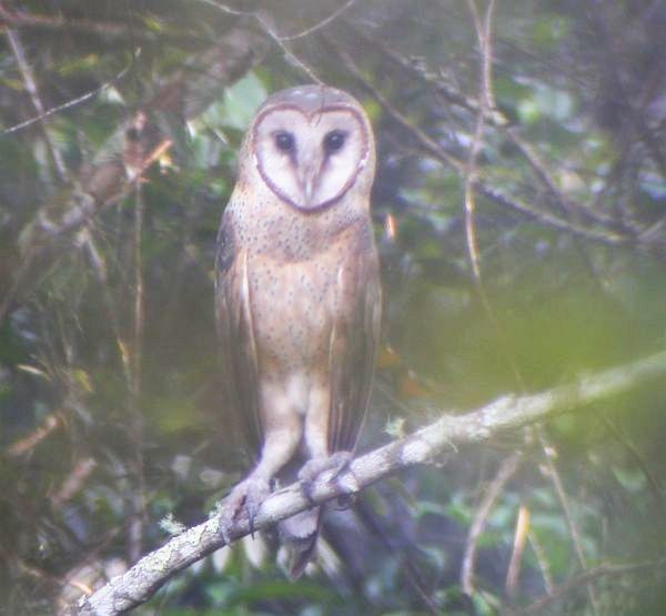 Sulawesi Masked-Owl - chikara otani
