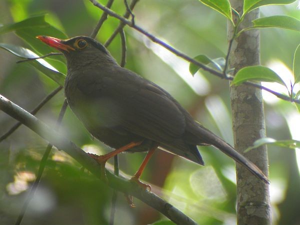 Sulawesi Thrush - chikara otani