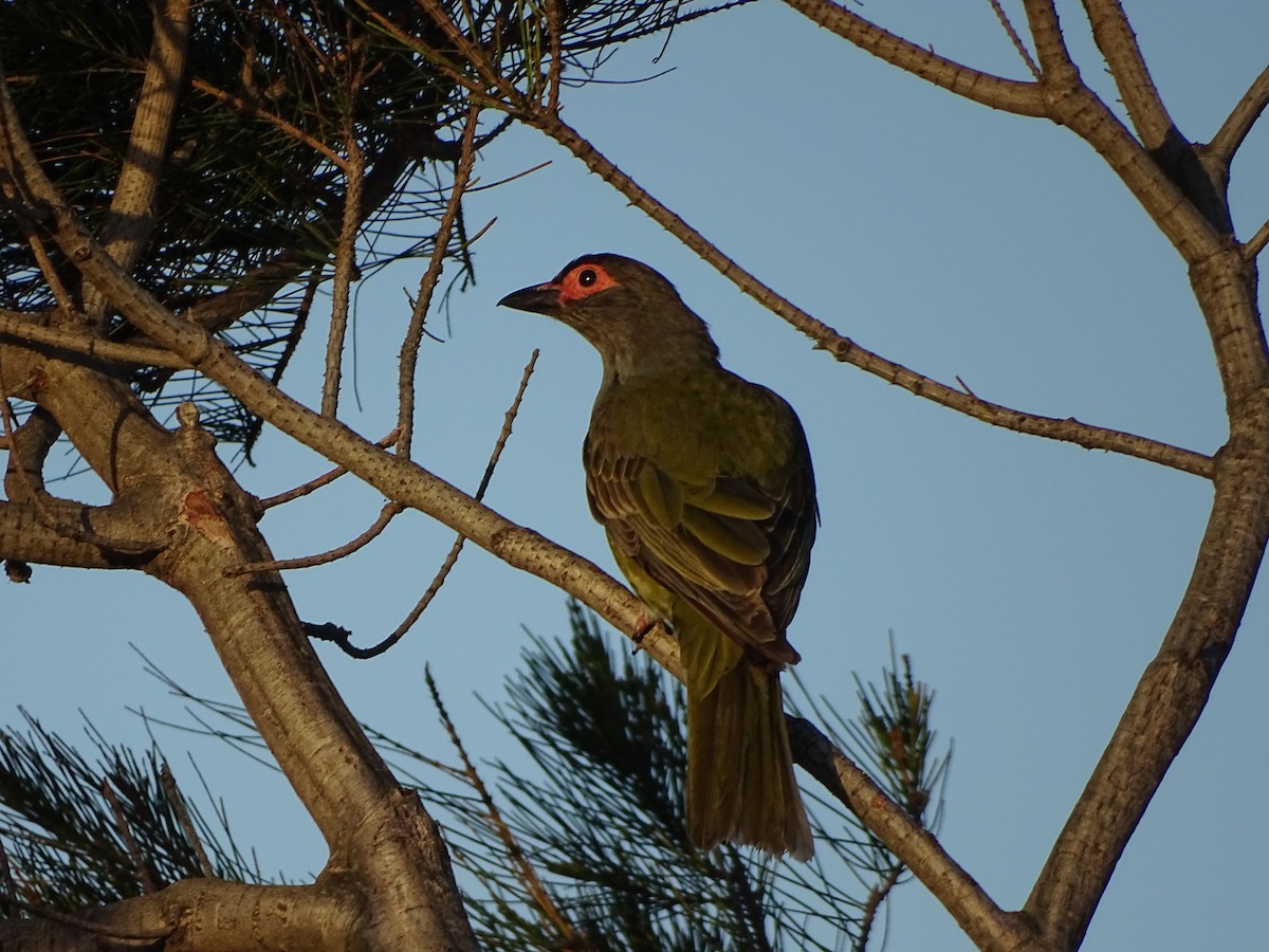 Australasian Figbird - ML72539571