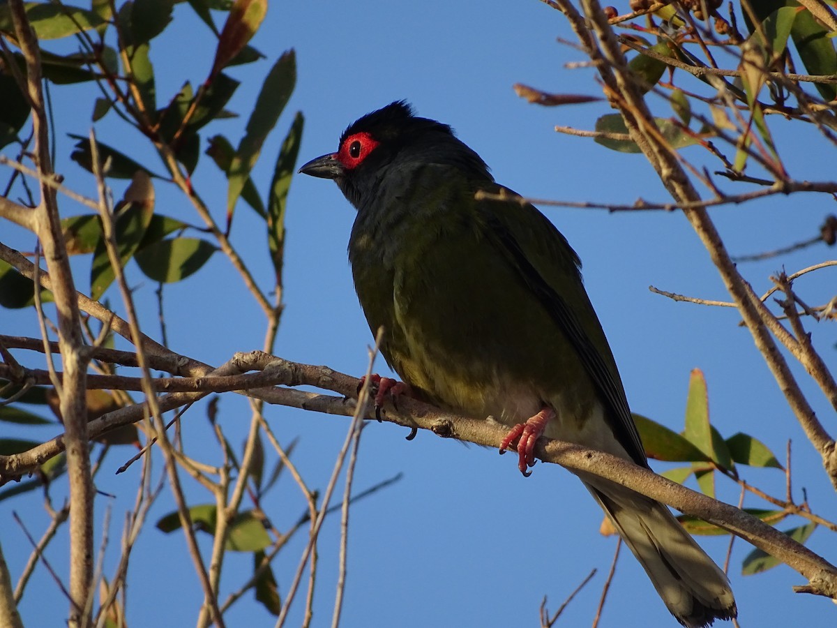 Australasian Figbird - ML72539581