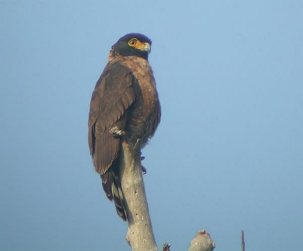Sulawesi Serpent-Eagle - ML725396