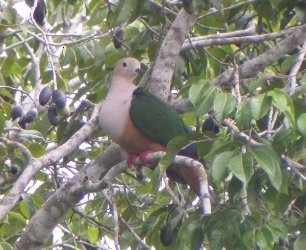 Cinnamon-bellied Imperial-Pigeon (Gray-naped) - ML725399