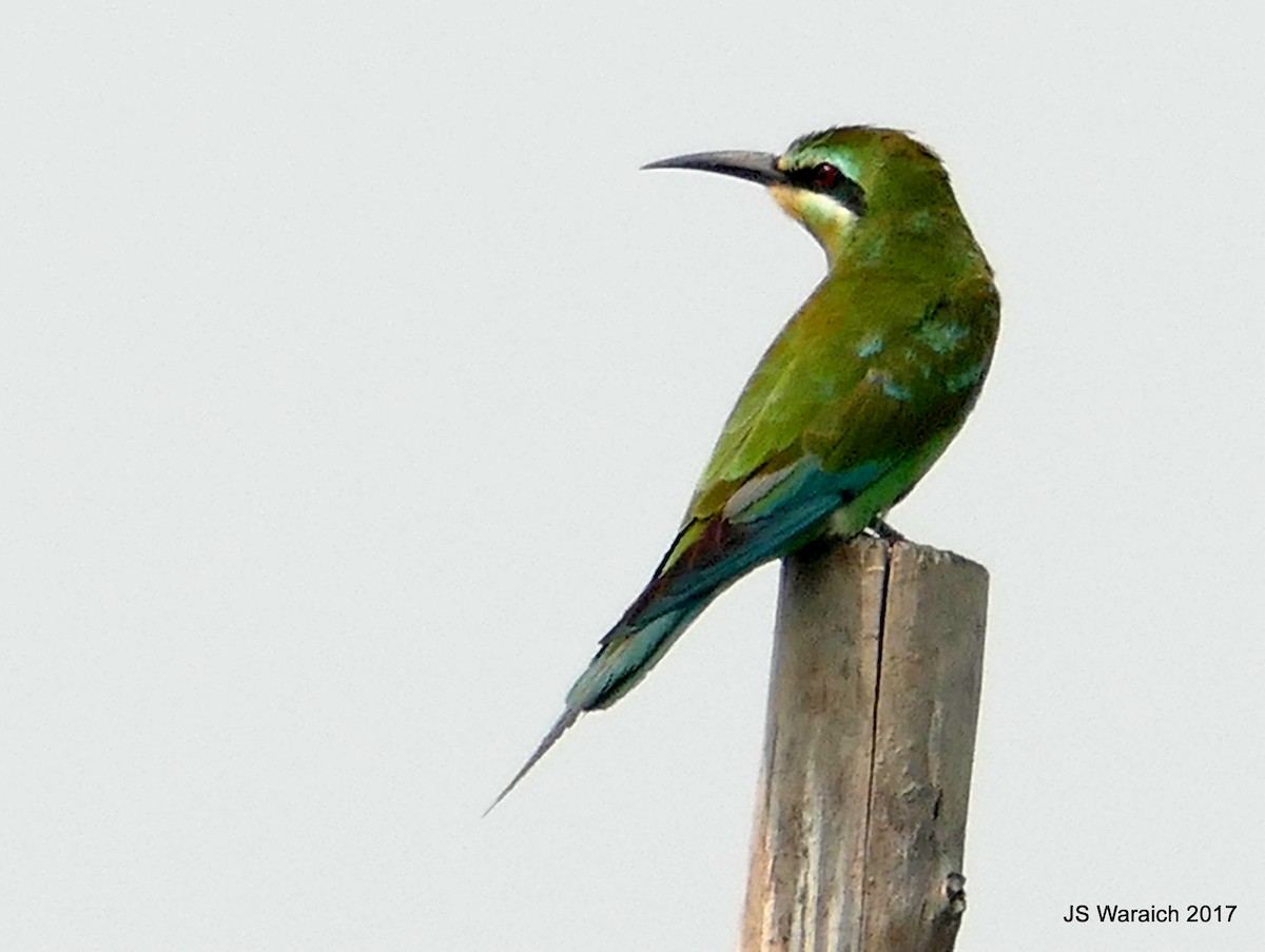Blue-cheeked Bee-eater - Jaswinder Waraich