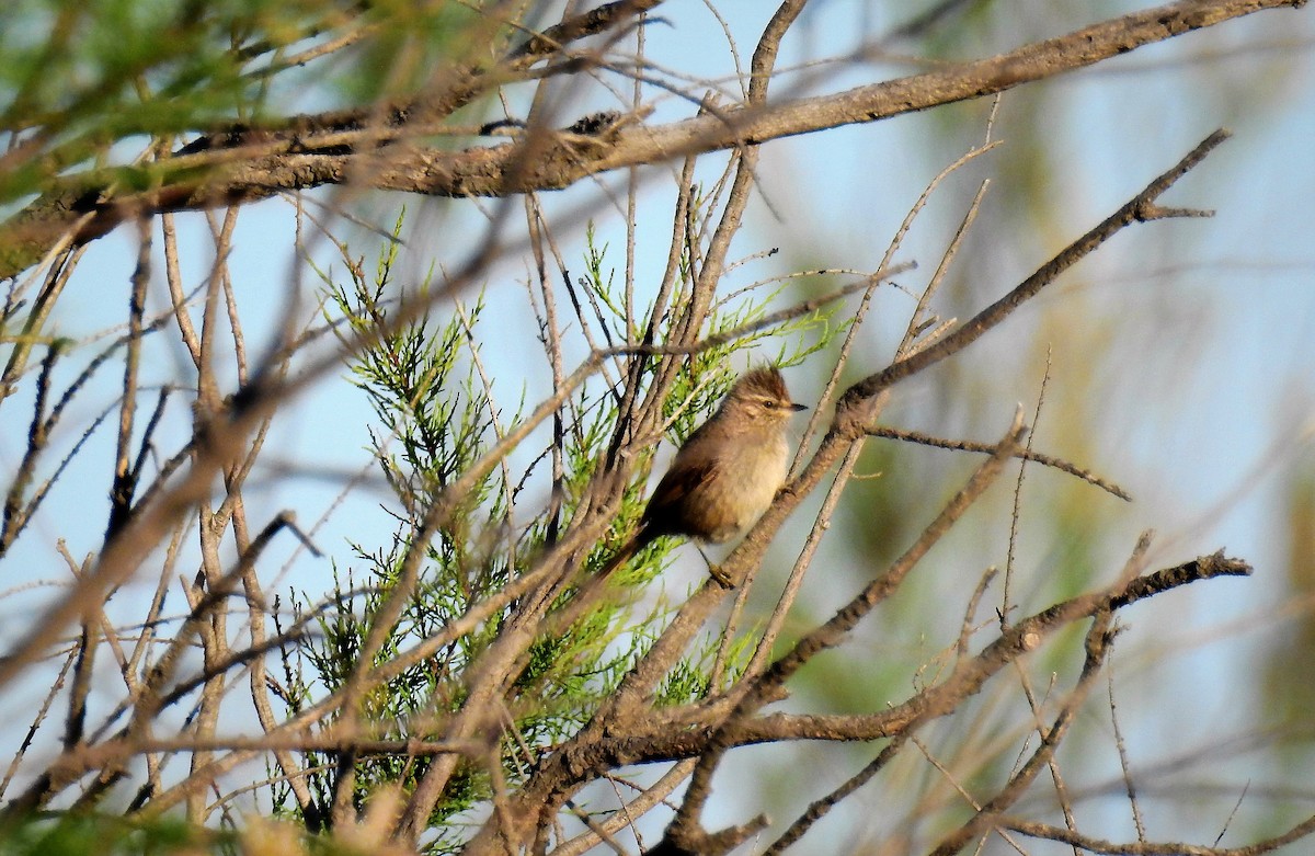 Tufted Tit-Spinetail - ML72548911