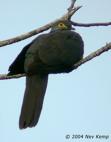 Slaty Cuckoo-Dove - ML725490