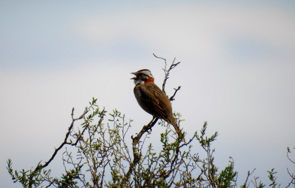 Rufous-collared Sparrow - ML72549041
