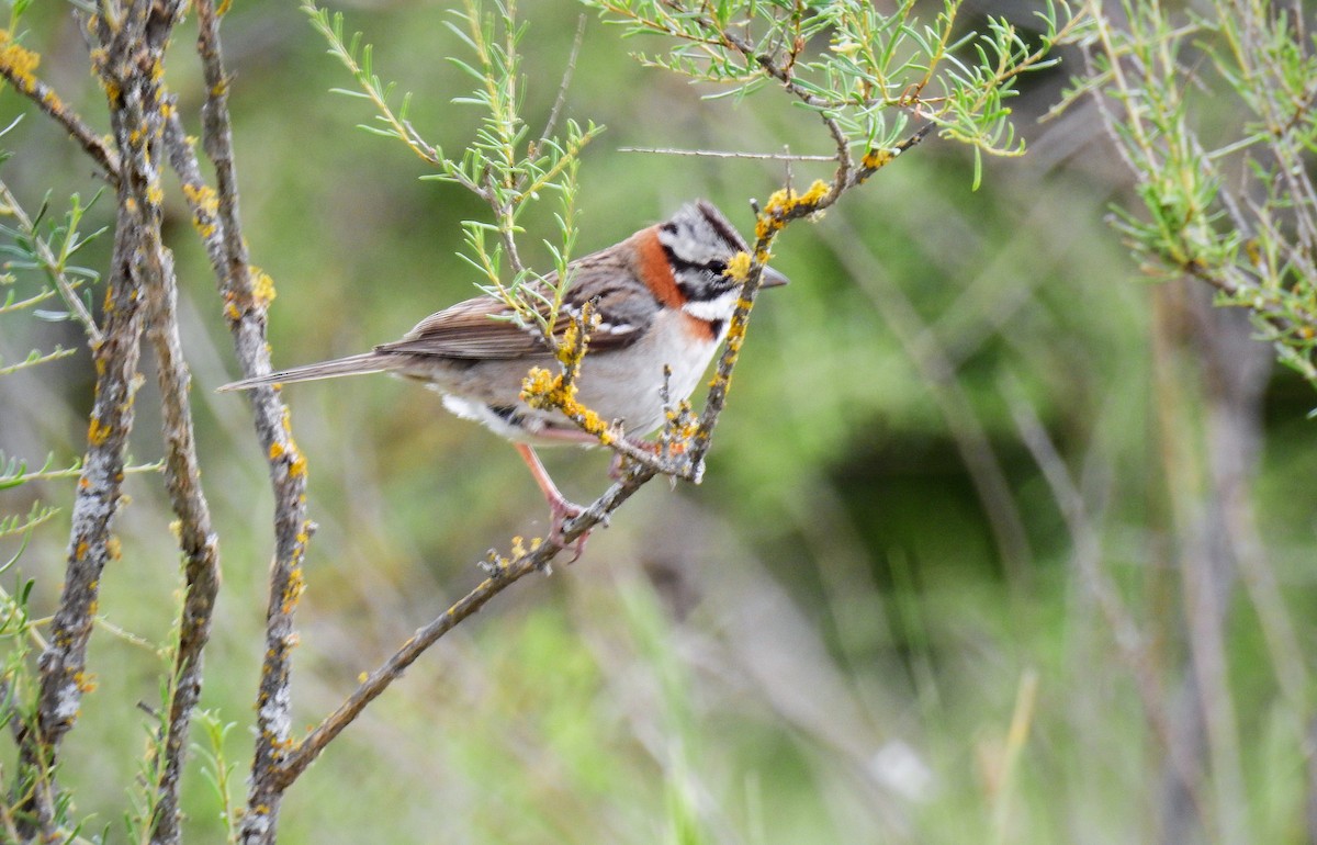 Rufous-collared Sparrow - ML72549051