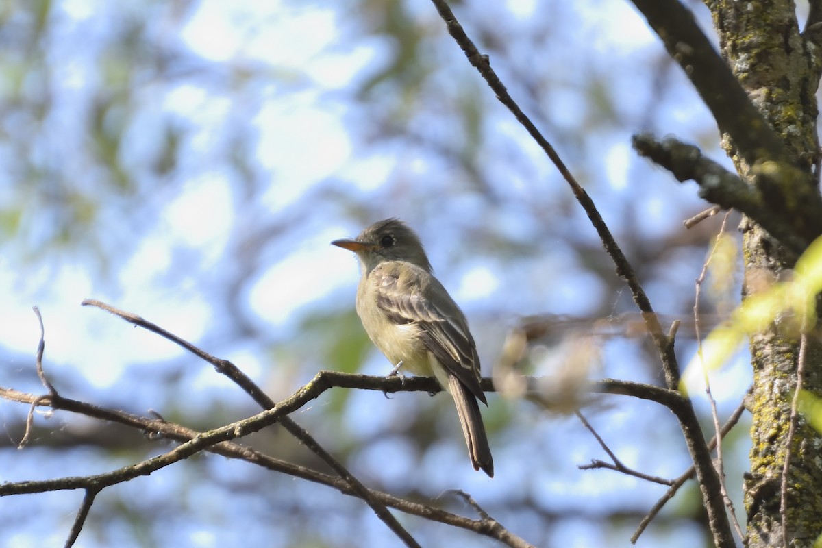 Greater Pewee - ML72549111
