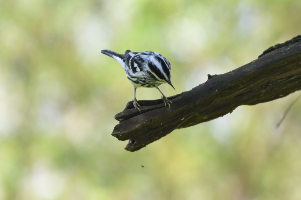 Black-and-white Warbler - Ricardo Arredondo