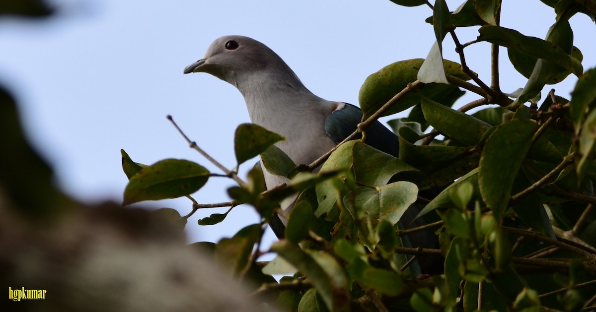 Green Imperial-Pigeon - HG Prashanthakumar