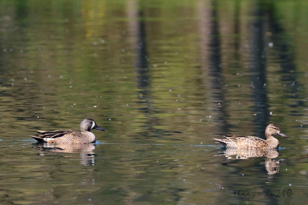 Blue-winged Teal - ML72550191