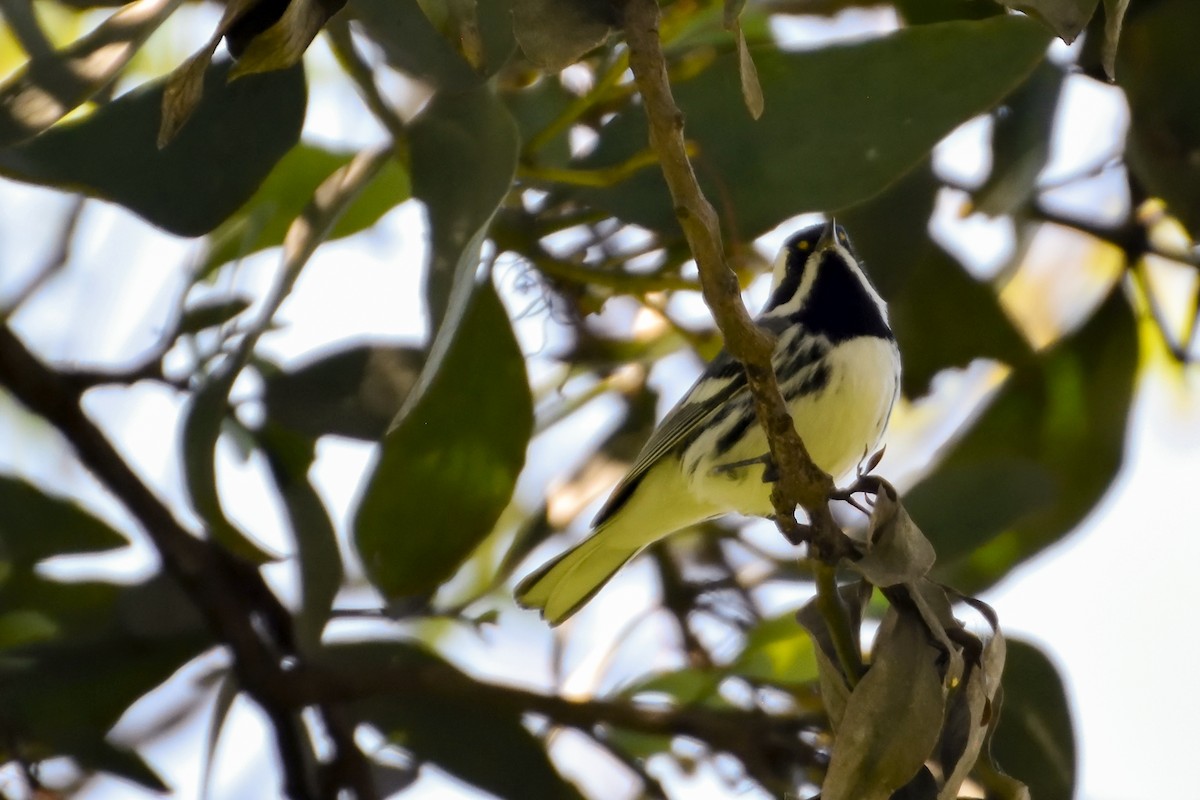 Black-throated Gray Warbler - Ricardo Arredondo