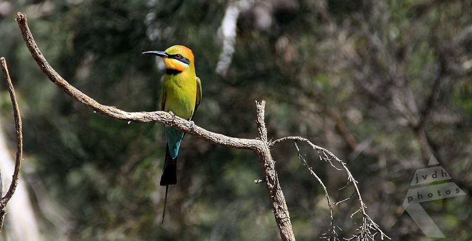Rainbow Bee-eater - Jasper van den Hurk