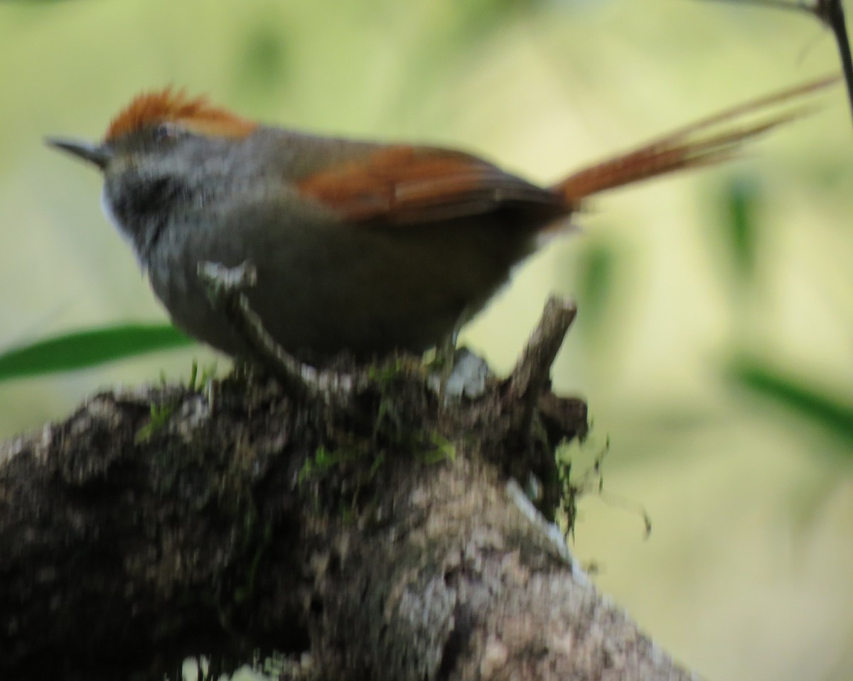 Rufous-capped Spinetail - ML72557701