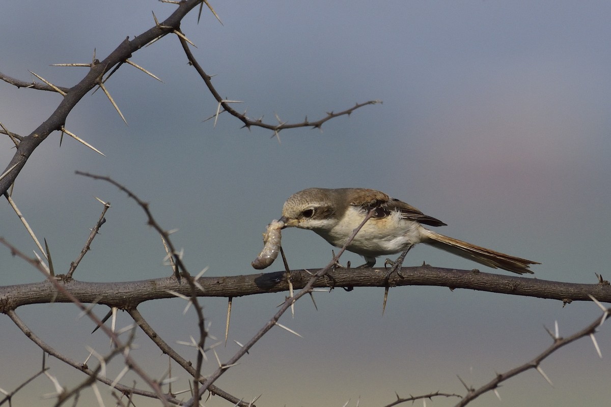 Long-tailed Shrike - Hemanth Byatroy