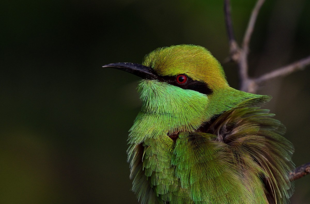 Asian Green Bee-eater - Hemanth Byatroy