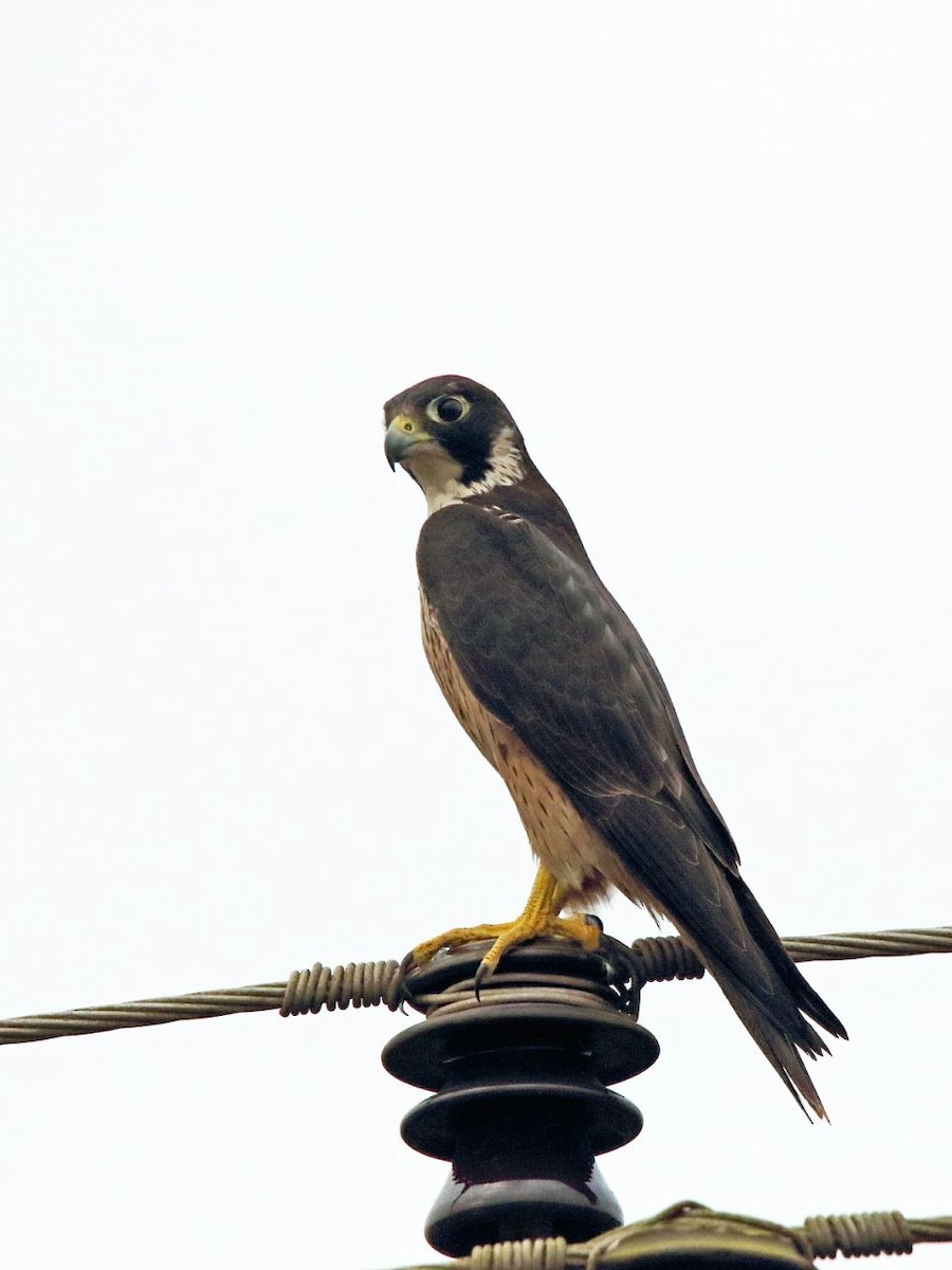 Peregrine Falcon (Shaheen) - ML72561821