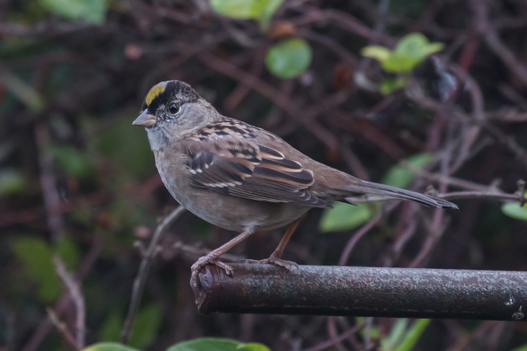 Golden-crowned Sparrow - Carolyn Belknap