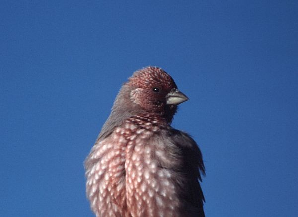 Great Rosefinch (Spotted) - ML725646