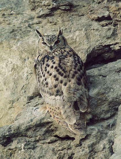 Eurasian Eagle-Owl - Natalia Paklina