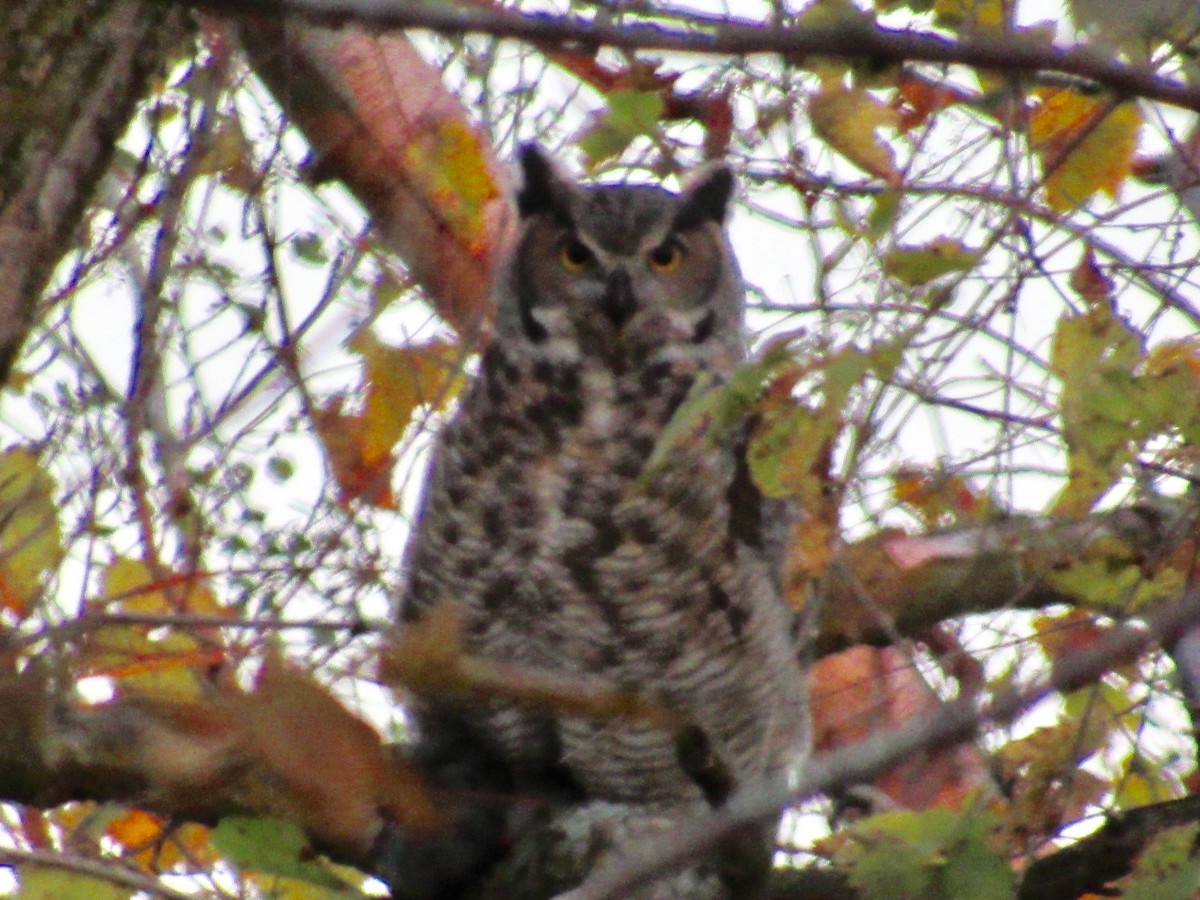 Great Horned Owl - ML72566181