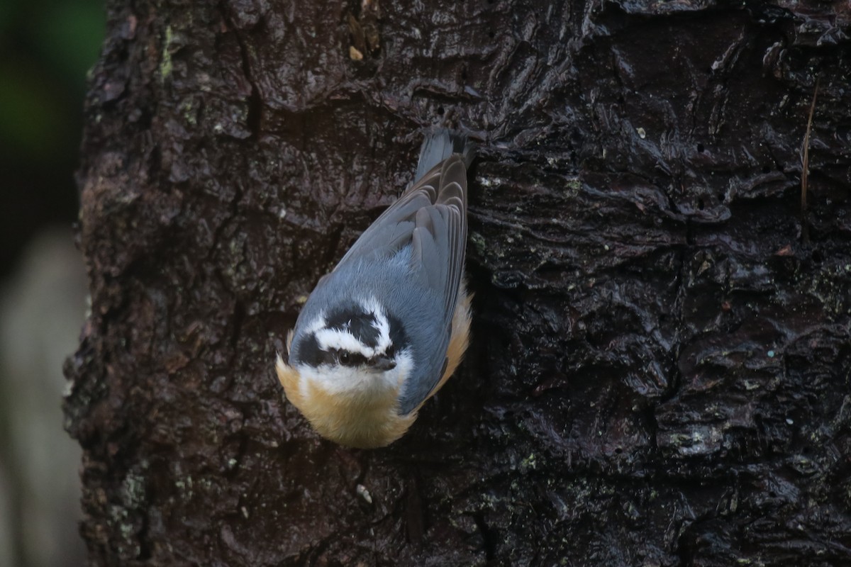 Red-breasted Nuthatch - Logan Kluting