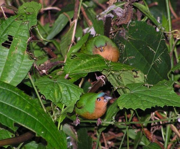 Tawny-breasted Parrotfinch - ML725710
