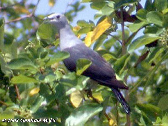 Gray Imperial-Pigeon - ML725740