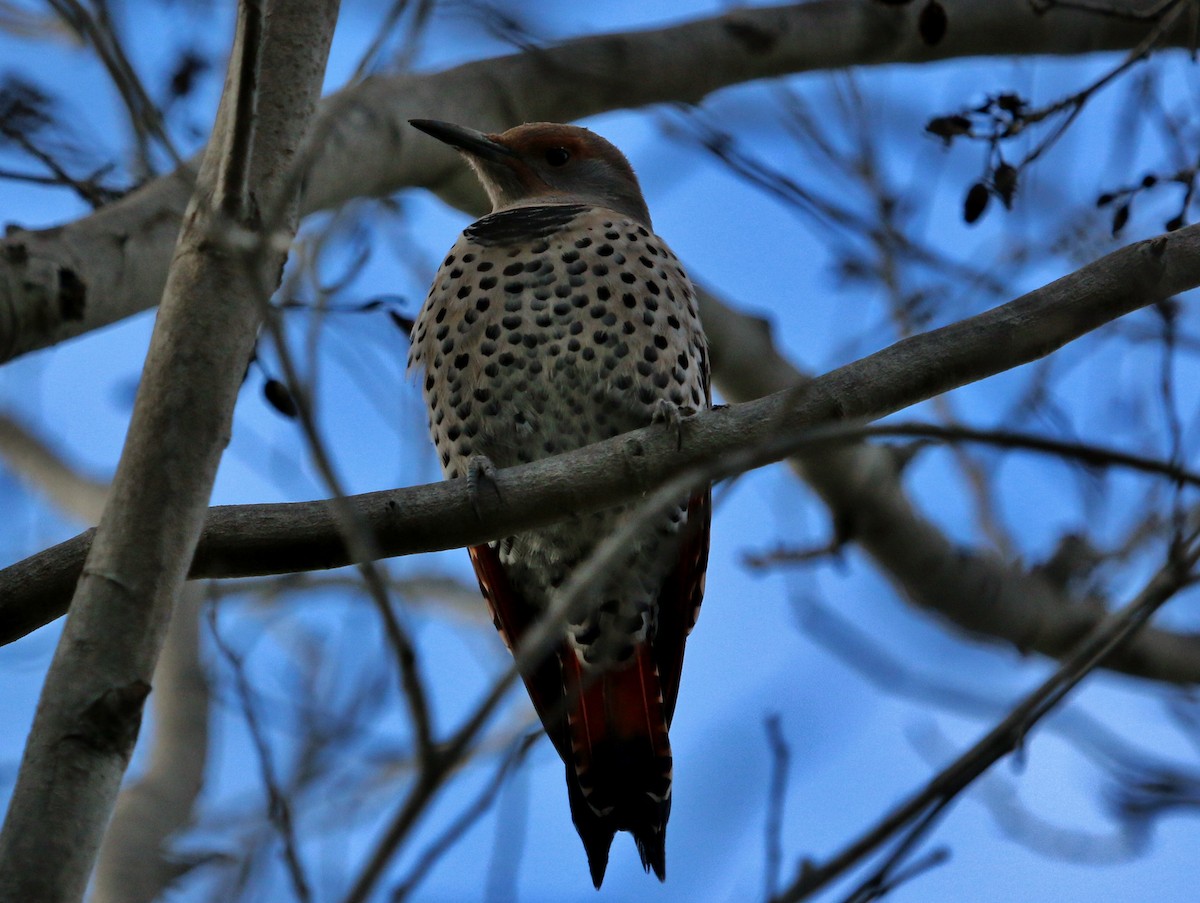 Northern Flicker (Red-shafted) - ML72574631