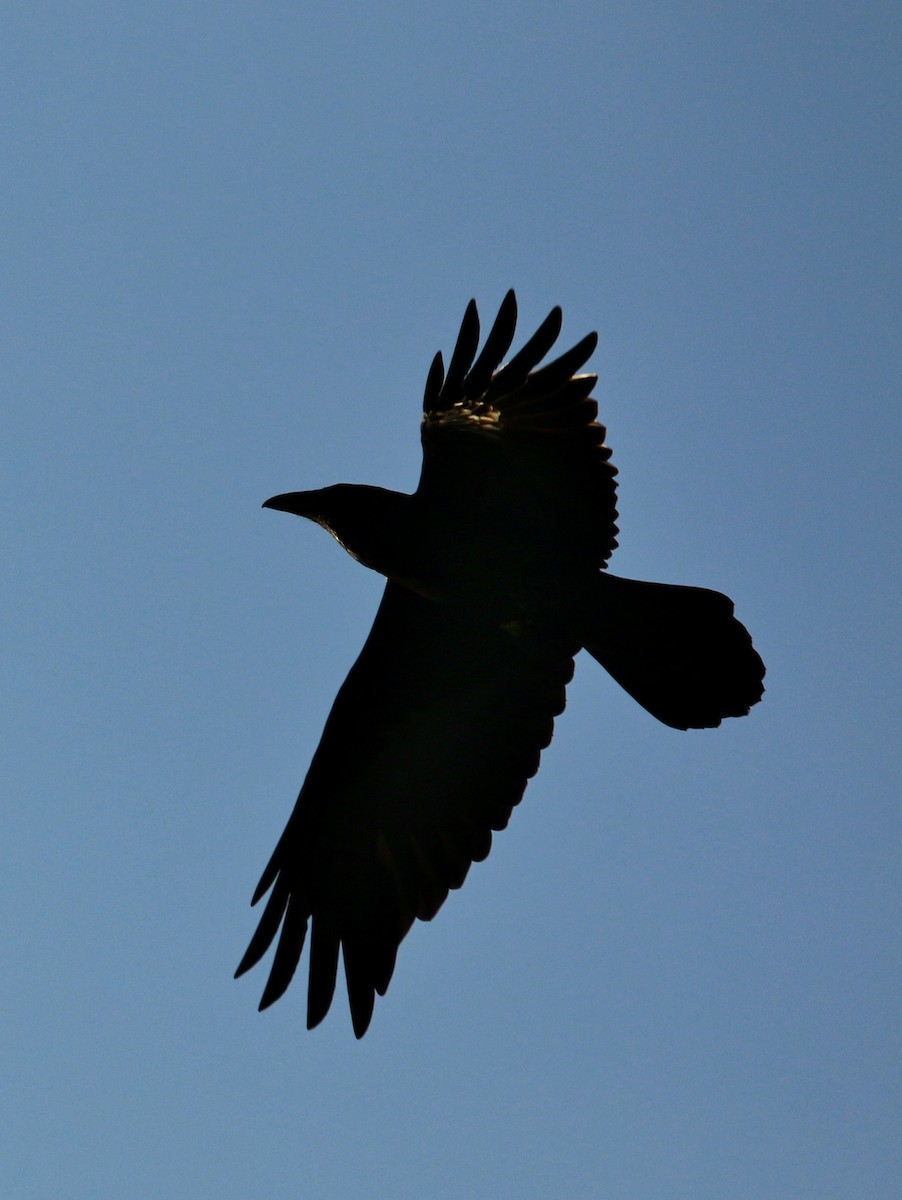 Common Raven - ML72574761