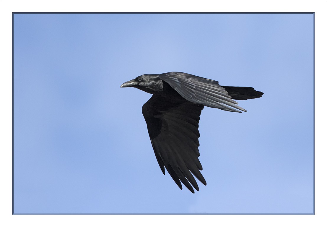 Common Raven - ML72576221