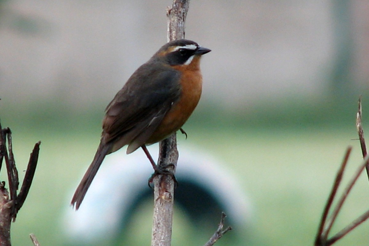 Black-and-rufous Warbling Finch - ML72577191