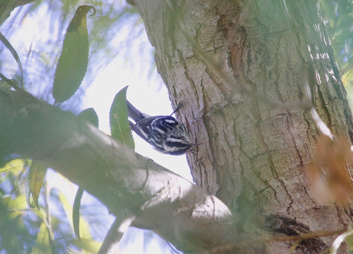 Black-and-white Warbler - ML72578901