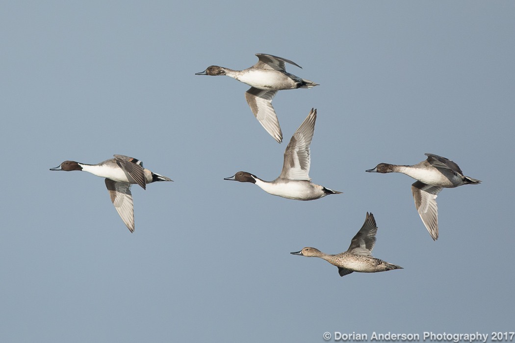 Northern Pintail - Dorian Anderson
