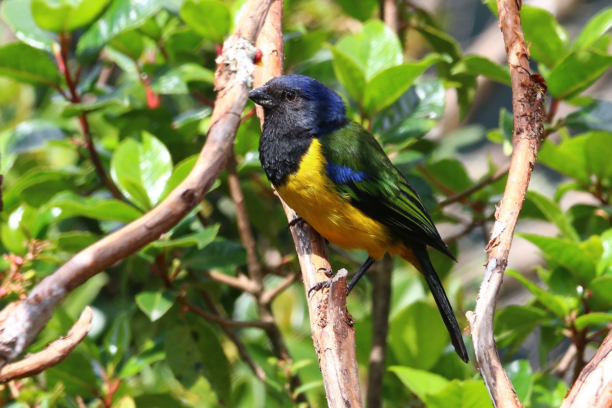 Black-chested Mountain Tanager - ML72579941