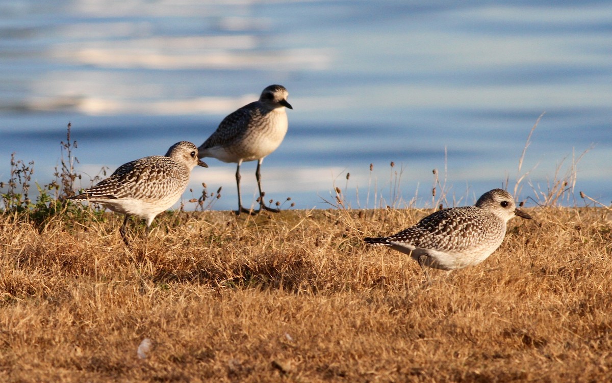 Black-bellied Plover - Anthony Collerton