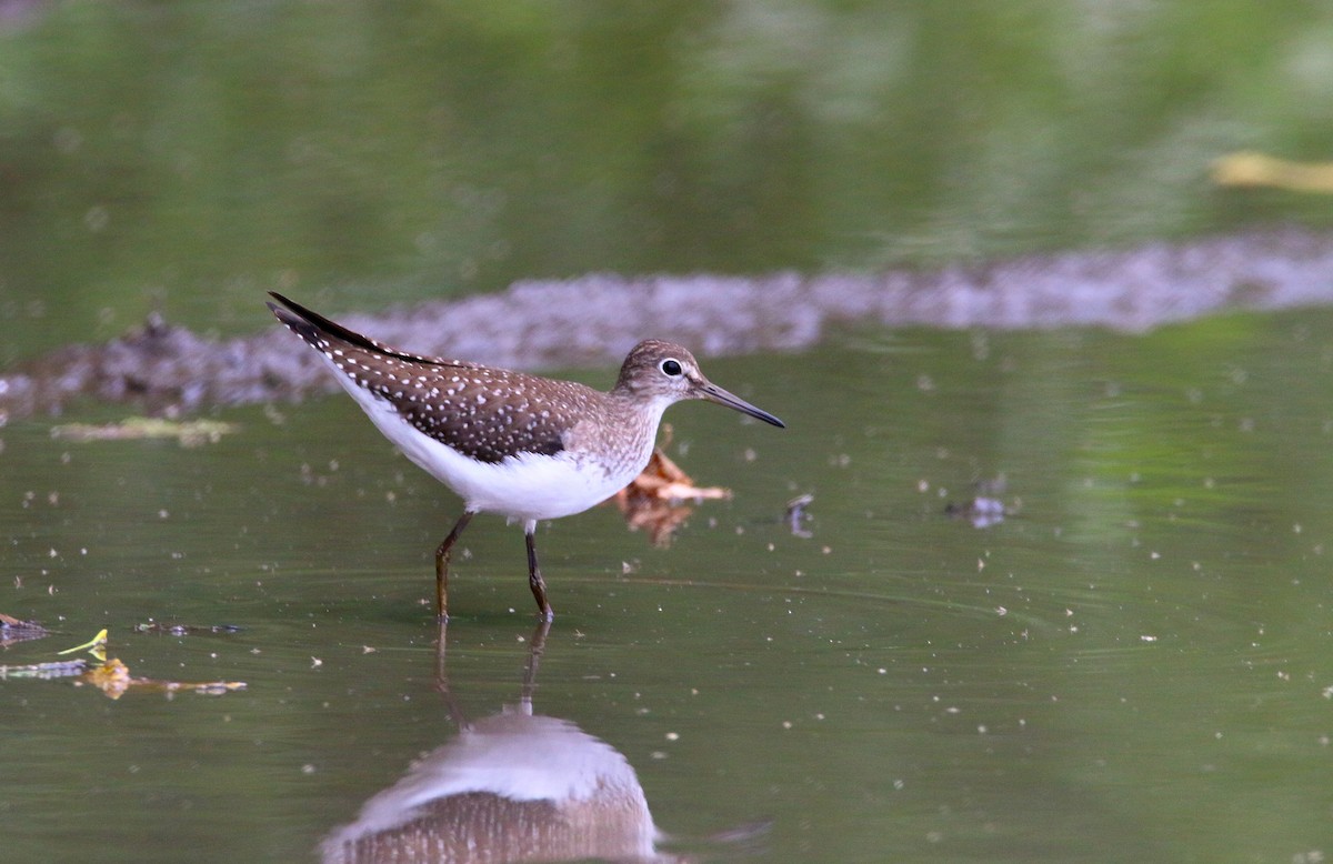 Solitary Sandpiper - Devin Griffiths