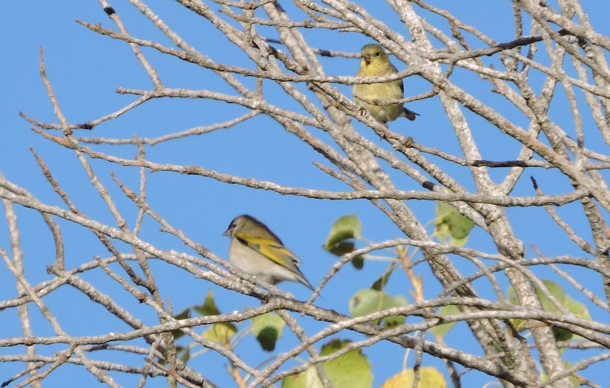 Lawrence's Goldfinch - ML72584541