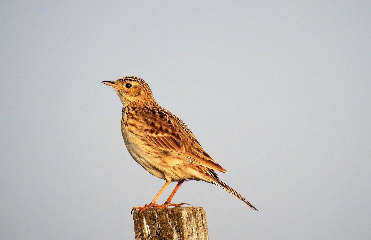 pipit sp. - ML72584711