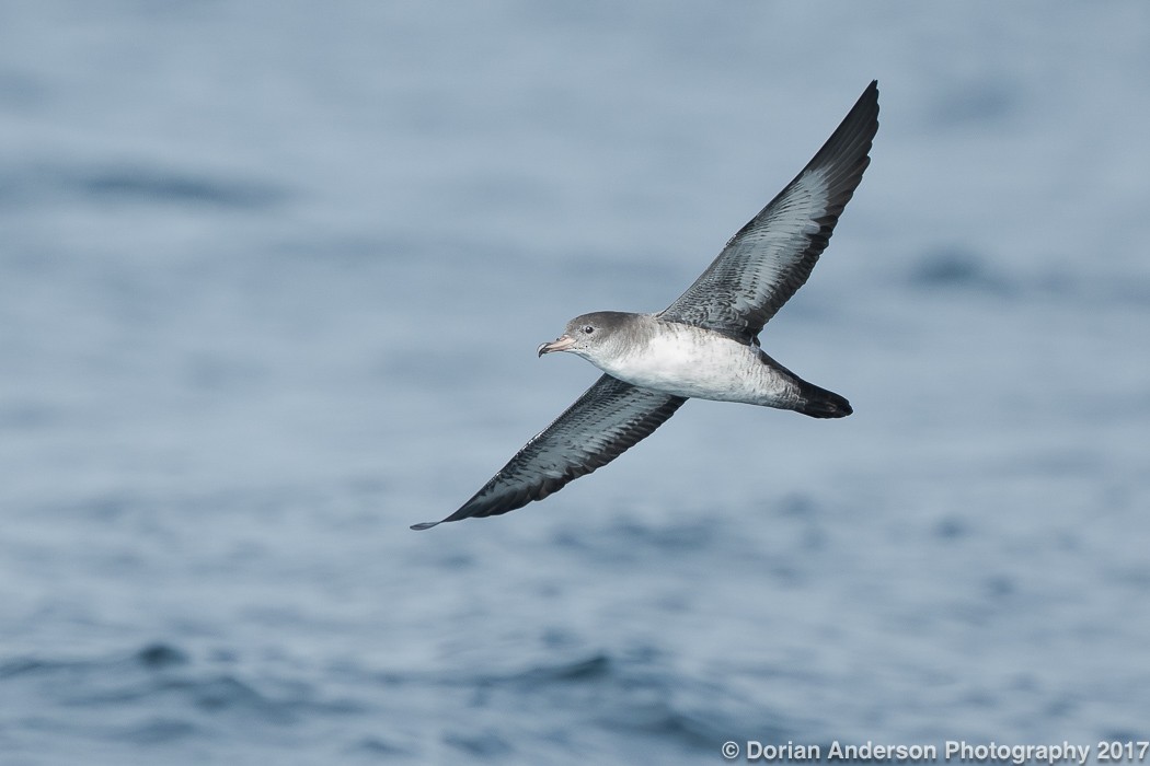 Pink-footed Shearwater - Dorian Anderson