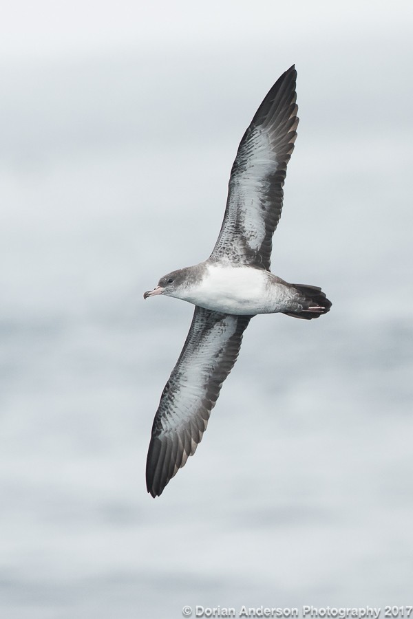 Pink-footed Shearwater - ML72585371
