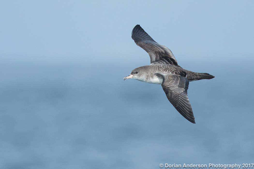 Pink-footed Shearwater - ML72585401
