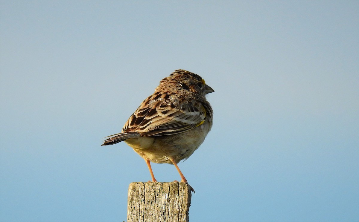 Grassland Sparrow - ML72585701