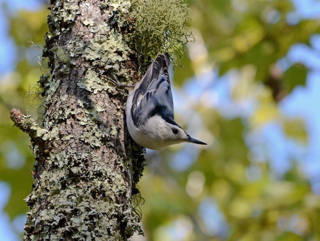 White-breasted Nuthatch ML72585971