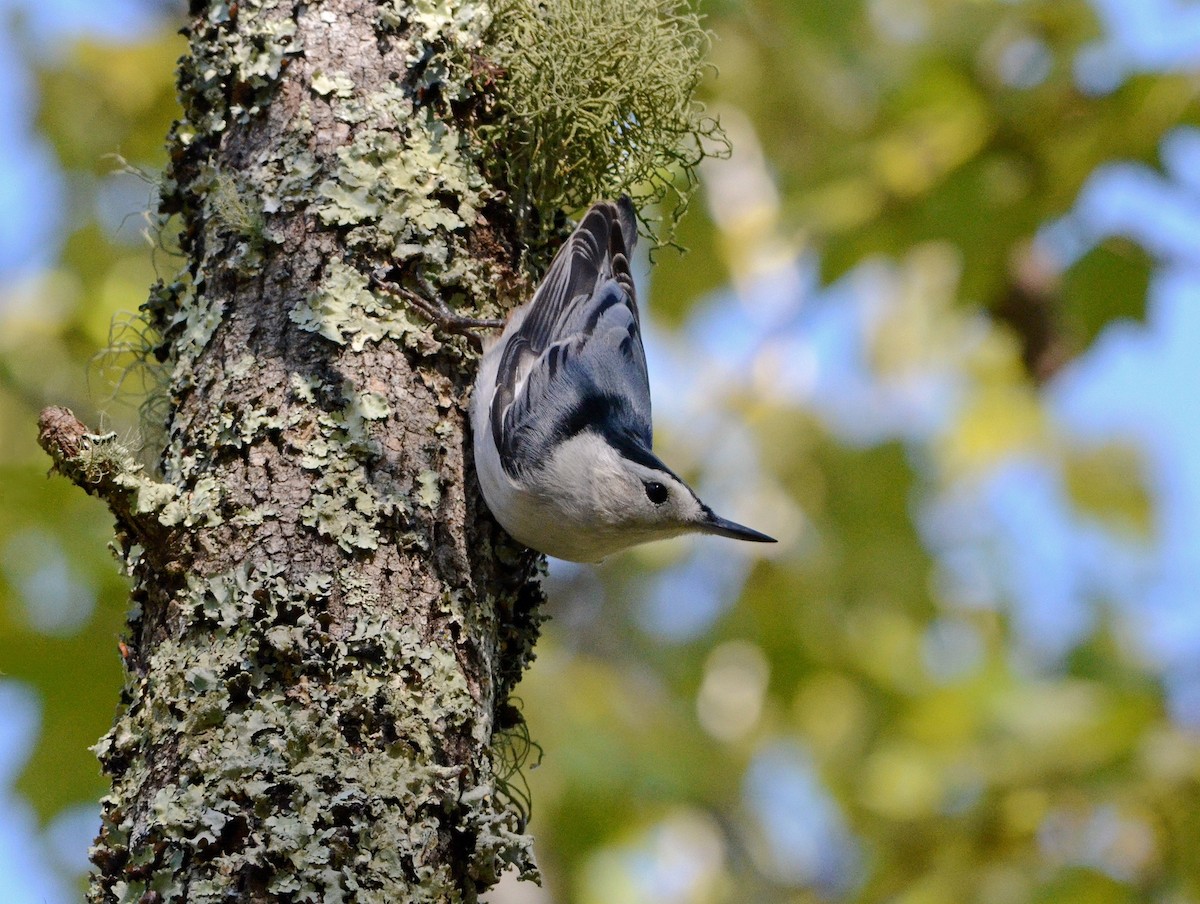 White-breasted Nuthatch - Jim Easton